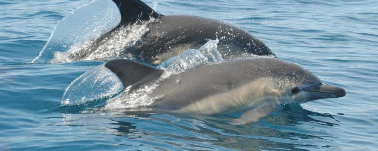 Dolphin watching in Tavira