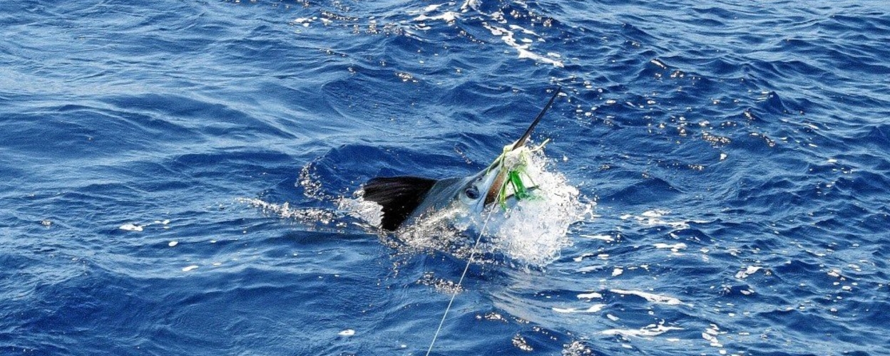 Half day Big Game Fishing in Tavira