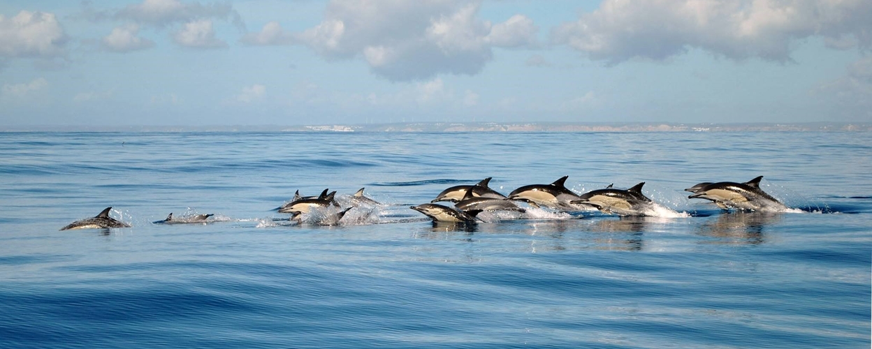 Dolphin Observation in Lagos with Marine Biologists