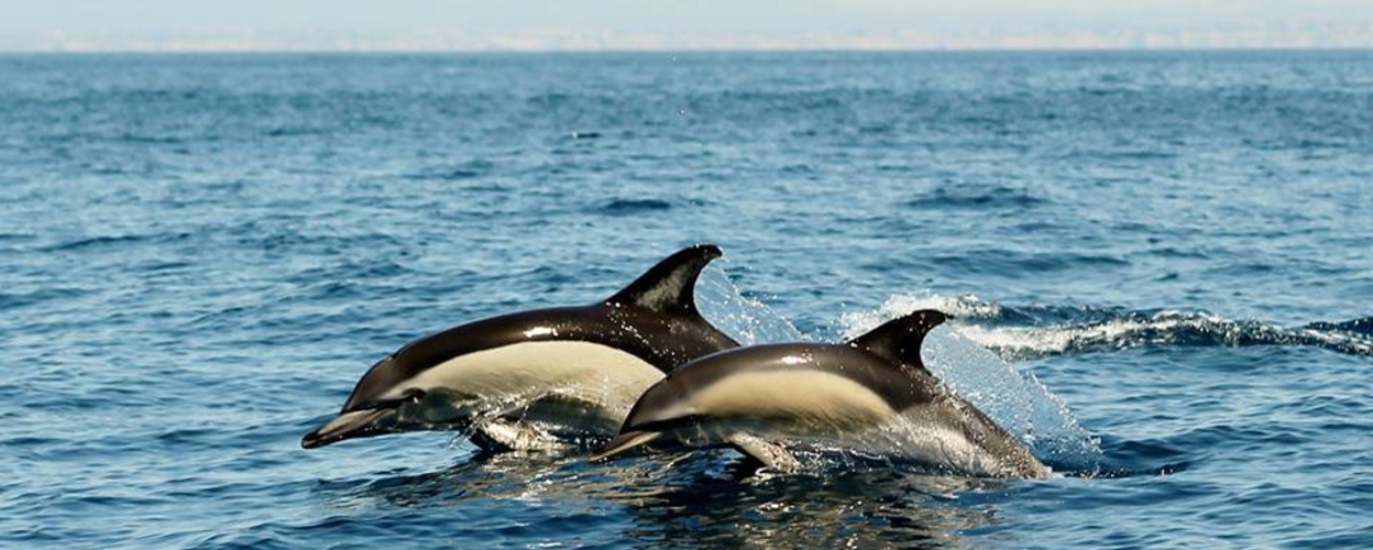 Dolphin watching from Ferragudo