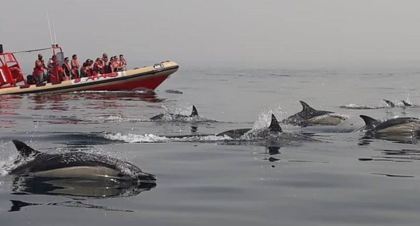 Dolphin watching Lagos