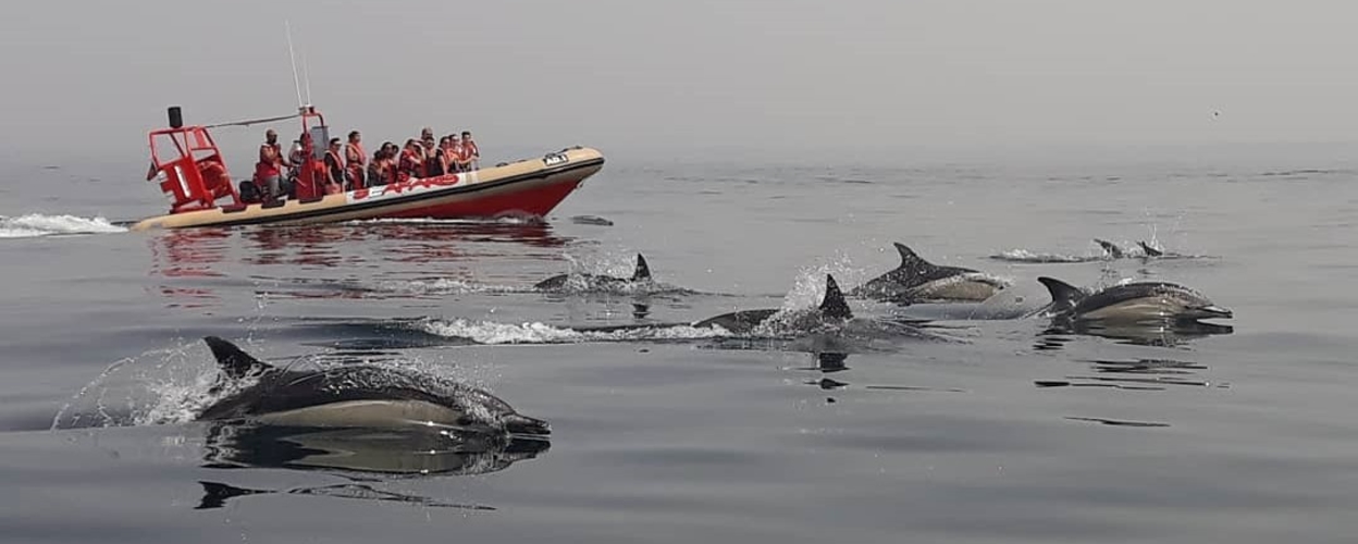 Observação de golfinhos em Lagos