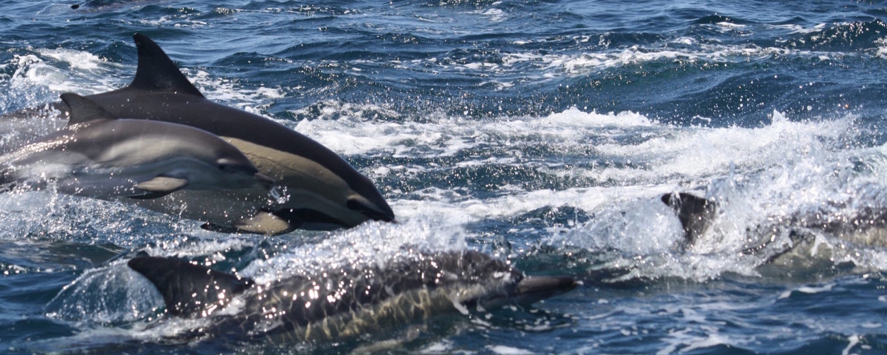 Dolphin watching in Sagres