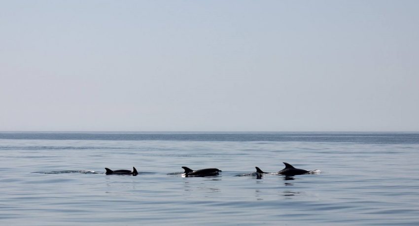 Dolphin watching from Praia da Luz
