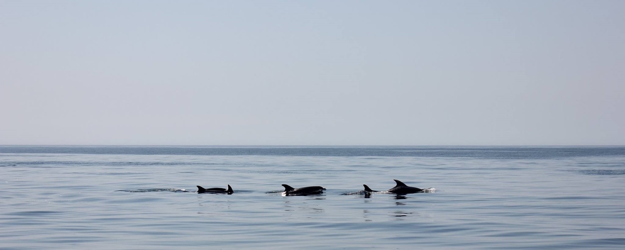 Dolphin watching from Praia da Luz