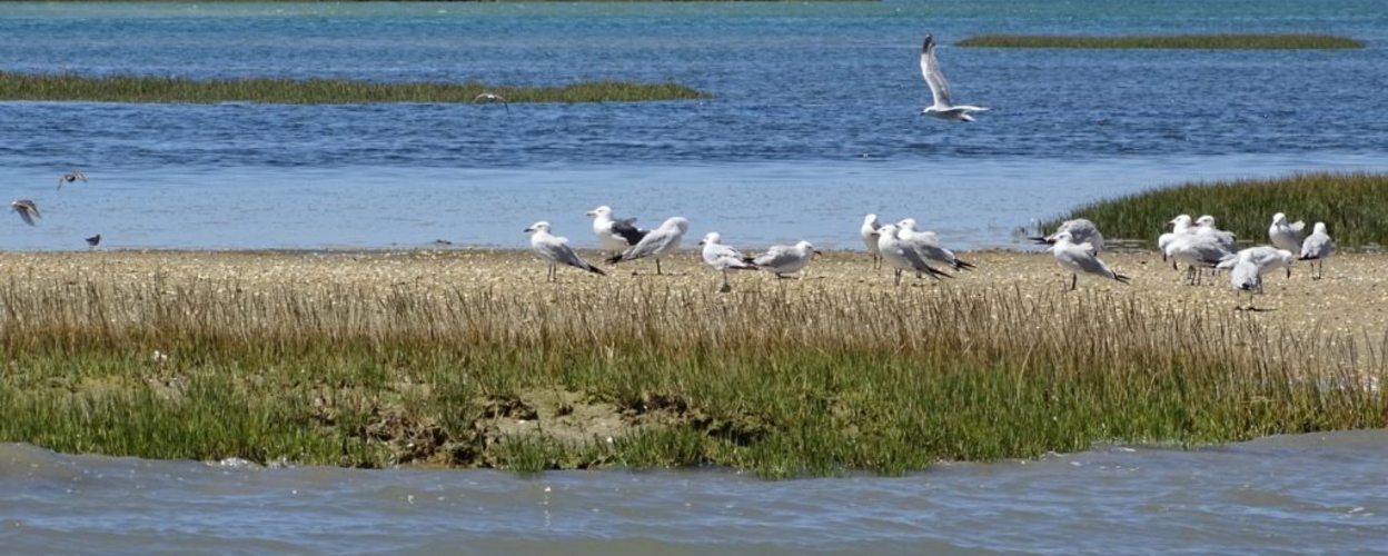 Tour from Faro to Ria Formosa