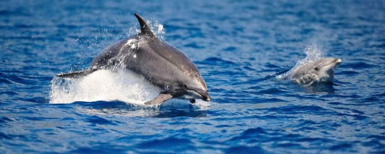 Benagil and dolphin watching in Portimão
