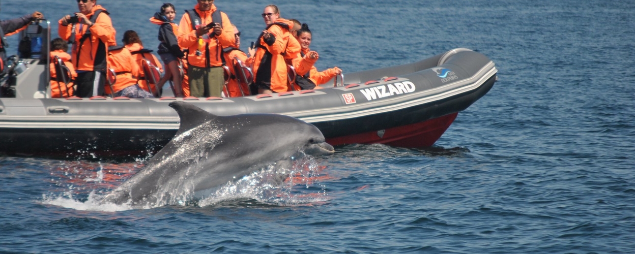 Dolphins watching in Portimão