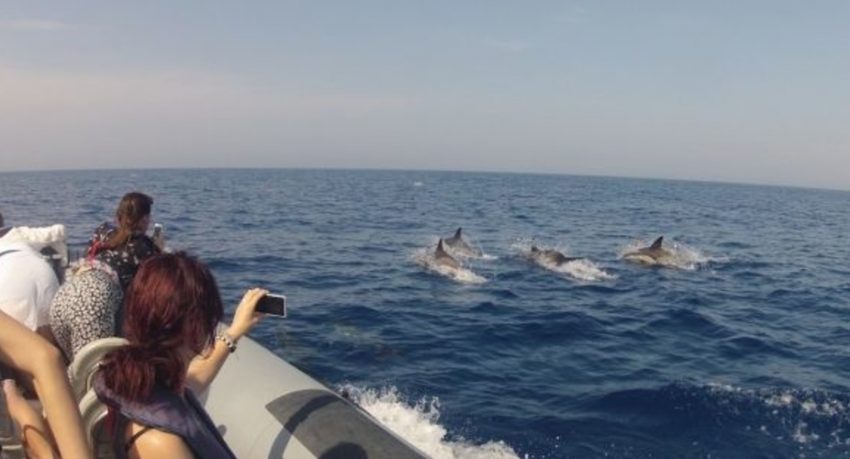 Dolphin watching from Faro
