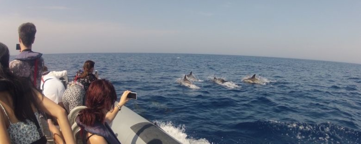 Dolphin watching from Faro