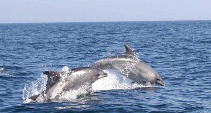 Dolphins and Caves Cruise in Albufeira
