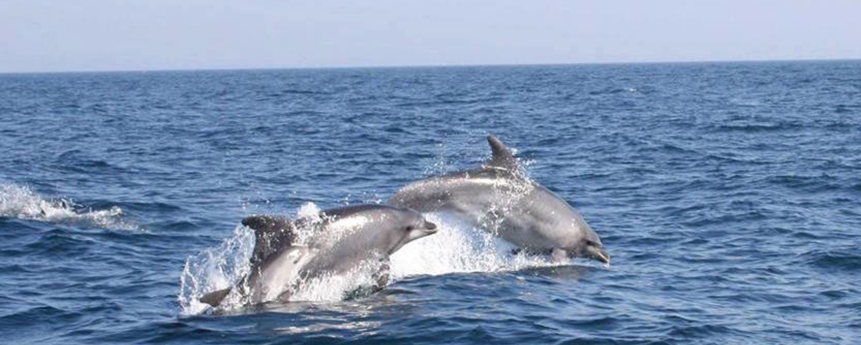 Dolphins and Caves Cruise in Albufeira
