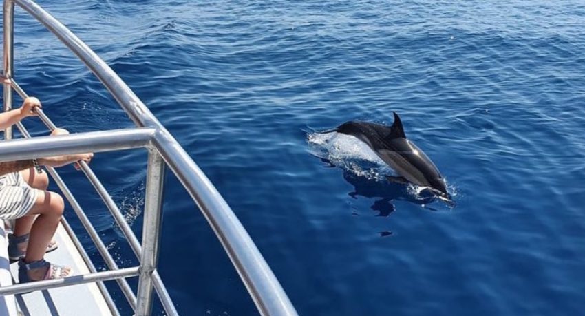 Lagos dolphin adventure